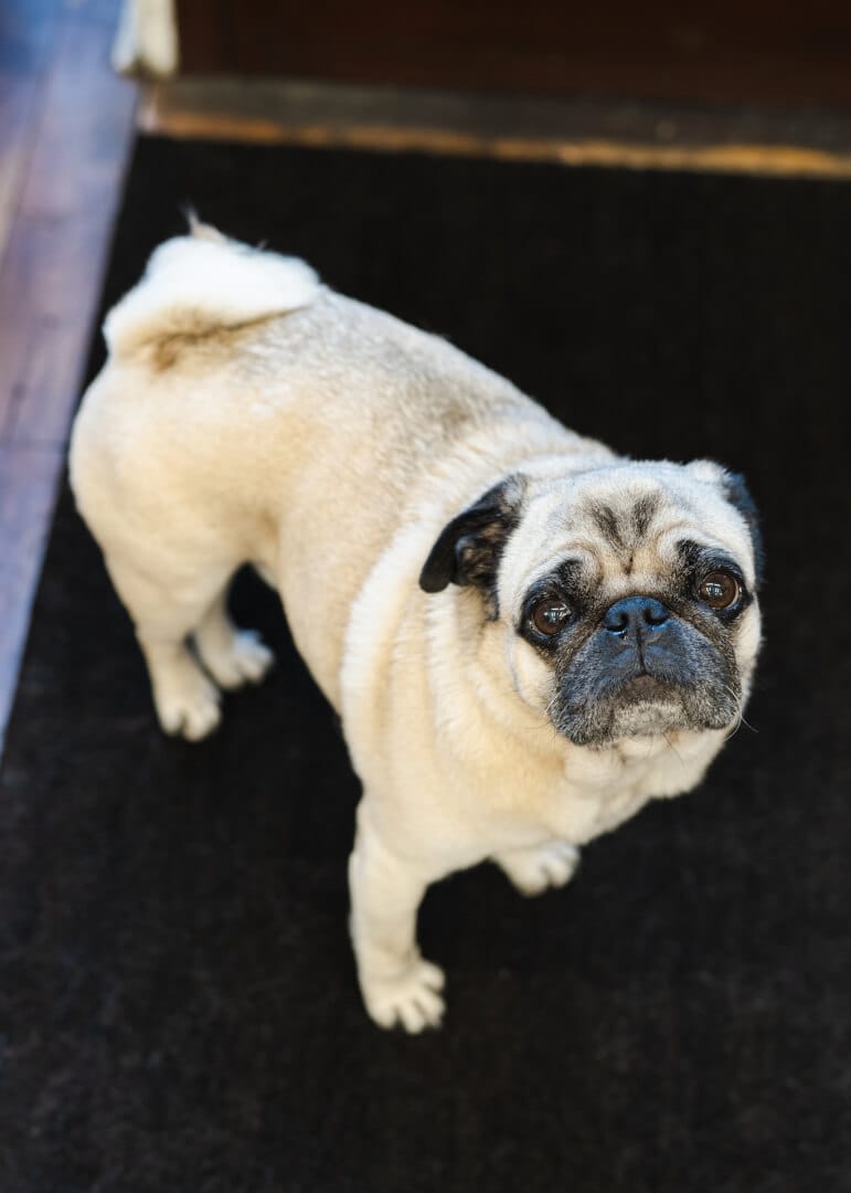 Rupert the Pug, our Salon Mascot